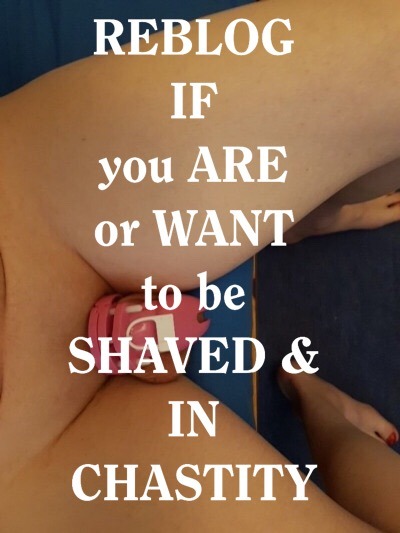 jaynelovesdick:mysissywantstobeout:bibbc538:chastity-queen:This sissy is shaved and chaste! Toes nai