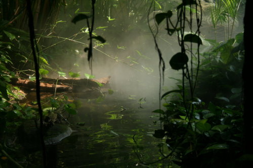 Indonesian Rainforest by ~Delousionist