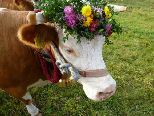 ainawgsd:Cows with Flower Crowns