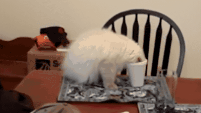 disgustinganimals:  colonel—dog:  buzzfeed:  sometimes “if i fits, i sits” isn’t the best motto.  so is there a scientific animal behaviorist or whatever reason for cats just trying to squeeze into everything?  a clever ruse. don’t fall for