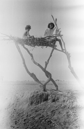 صبيان على شجرة في وادي عمق. - 1947م.تصوير: ولفريد ثيسجر.Sabya - 1947.A.CBy: Two boys on a tree in th