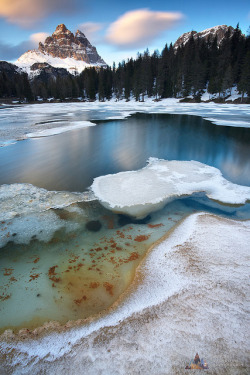 tulipnight:  New Forms of Ice by Matteo Zanvettor