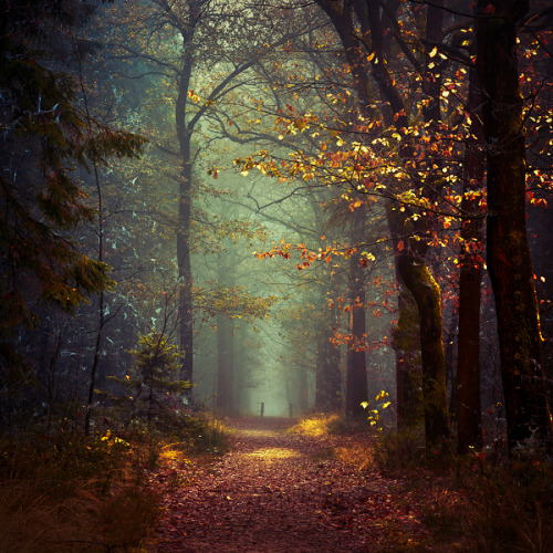 littlelimpstiff14u2:The Wonderful Photography of  Oer-Wout I just love to capture the melodies of li