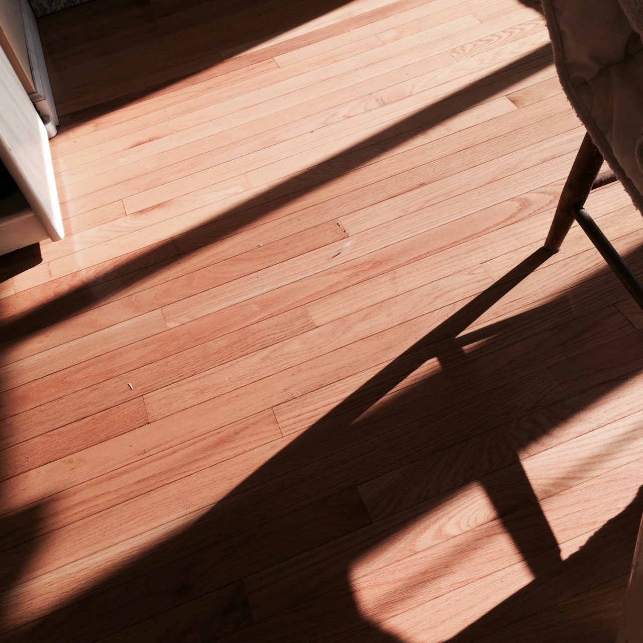 egg-noggin:  5.25.15: morning light
