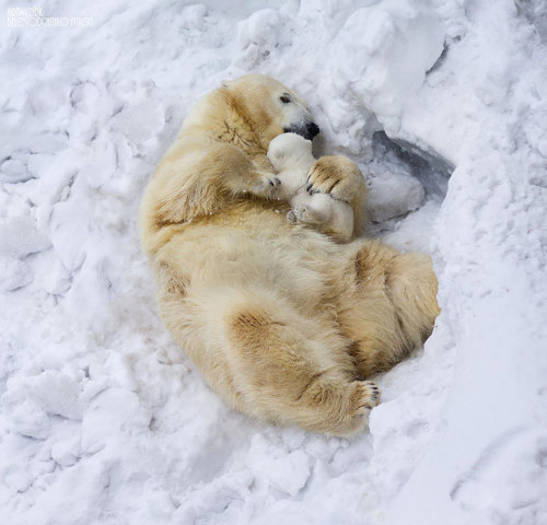 recklessthottie:cubebreaker:  Though fiercely protective, if you keep your distance watching a momma bear with her cubs is one of nature’s most beautiful sights.  bearwithamoviecamera