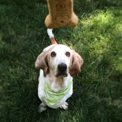 handsomedogs: Fred, my sweet 13-year old basset hound, waiting for a treat. 