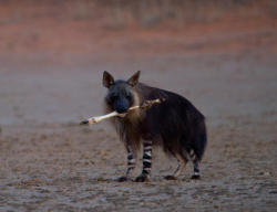 :  Nemesis, a brown hyena, nibbles on a springbok