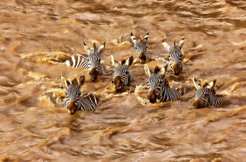 africanstories: Zebra Crossing More on africanstories.tumblr.com