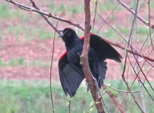 There was a heated argument this morning in the red-winged blackbird community.