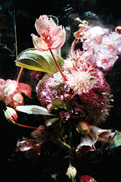 mariezucker:Flowers frozen into ice blocks at the Dries Van Noten SS17 show shot for Vogue Italia