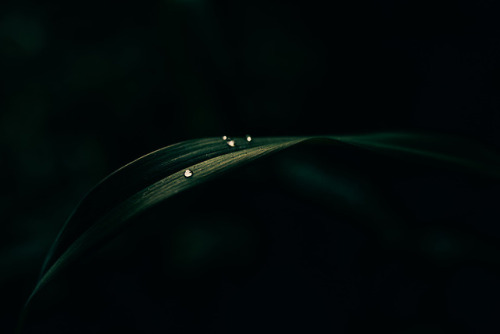 niravpatelphotography - Delicate.