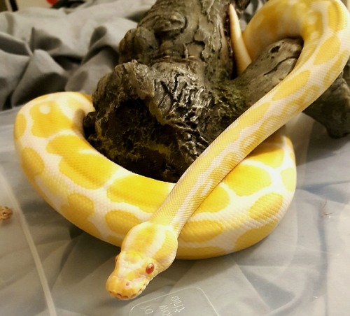 dailyhelianthus:Local albino girl has the most beautiful colouration