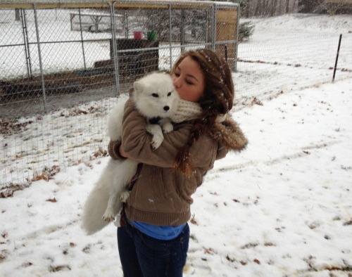 The Arctic Fox Toto