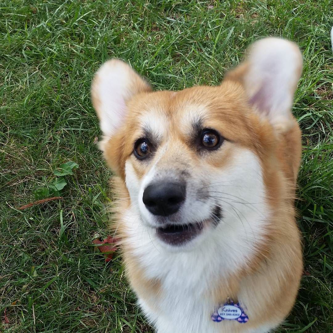 Yes, treats please! #knivesthecorgi #corgi... - Knives the Corgi