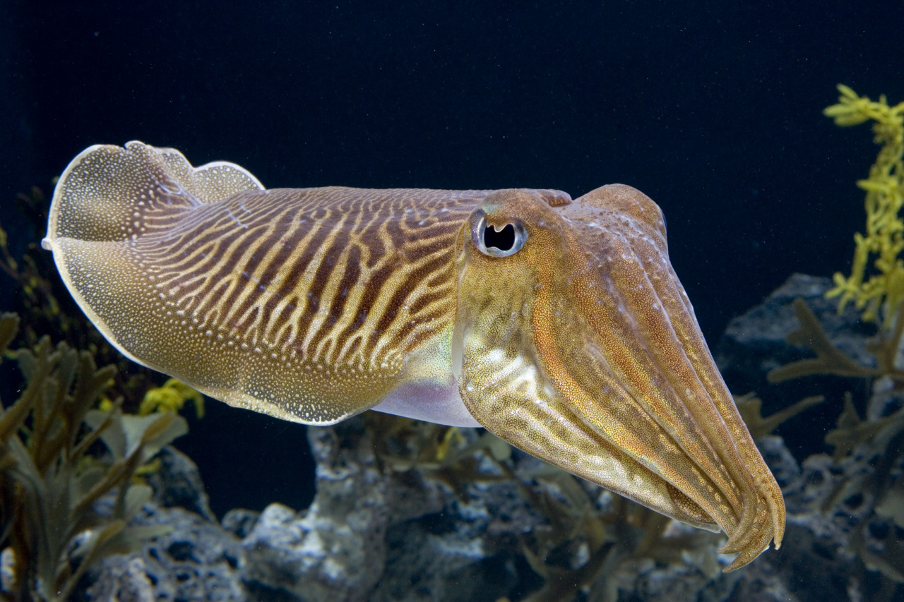 my7un4-c4pt0r:  CUTTLEFISH. THEYRE SO ADORABLE. 