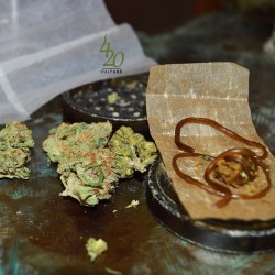 jasper420culture:  Getting ready to roll up a super fat #twax joint. Remember to maintain quality with your medicine! #420culture #hightimes #smokesesh #dankshots #caliweed #snakesinthegrass #twaxgang #wfayo #wa5280 #kusharmy