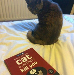 novelty-gift-ideas:How to Tell If Your Cat Is Plotting to Kill You