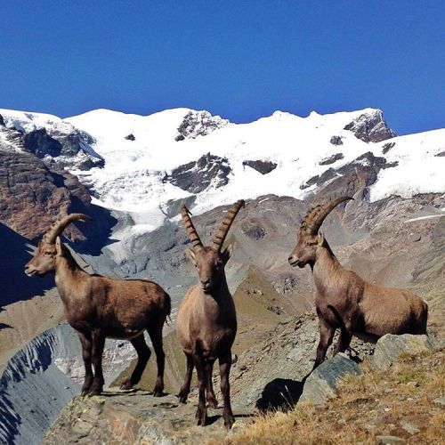 tourism-italy:  Special encounters in Val d'Aosta…these beautiful ibexes are real! Compliment to @th