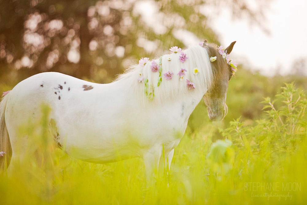megarah-moon:  “Flower Ponies” by Stephanie Moon 