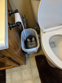 awwww-cute:  She scared the shit out of me. (Source: https://ift.tt/2KYqP43)