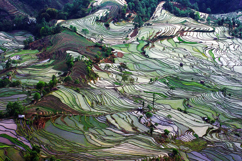 awkwardsituationist:  the remote and little known rice terraces of yuanyang county