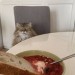 catasters: