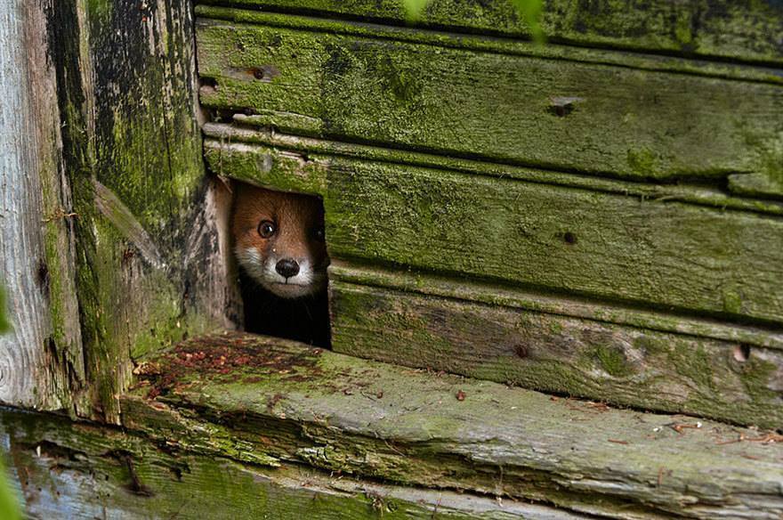 gwendabond:  best-of-memes:  Love foxes  They’re just so strange. (Not behemoth-depths