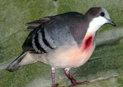 peoniesflower:  حمام القلب الدامي هذا الطائر سليم تمامًا و ليس مجروح. - سبحان الخالق! Luzon Bleeding-heart bird - He is completely fine and not bleeding. - Glory be to The Creator! 