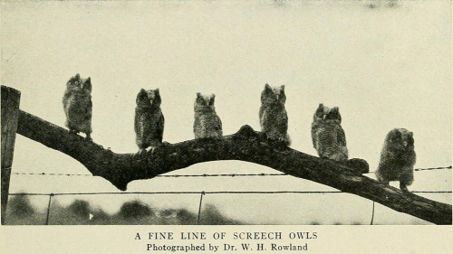 danskjavlarna:Here’s a fine line of screech owls from Bird Lore, 1919.@sshepardcommander