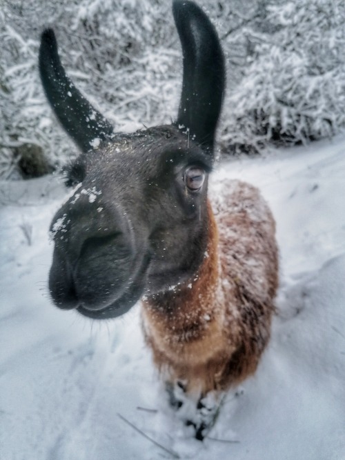 Little Pampérigouste is happy that her teenage llama antics kept people entertained in 2020 and kind