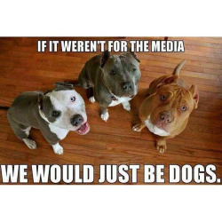 doggysplace:  pitbullhut:S●H●A●R●E this if you are a pit bull lover. Let’s see how big our family is! Free pitbull necklace! Click here… http://bit.ly/freepitnecklaces God bless!  How to Stop Your Puppy From Chewing On Everything!