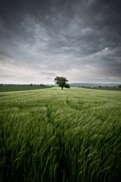 helveticant:  Stormy Afternoon 