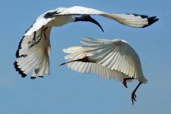 Aerial Ballet (Egyptian Ibis)