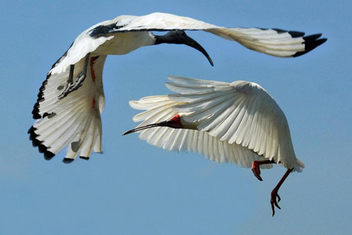 Aerial ballet (Egyptian Ibis) adult photos