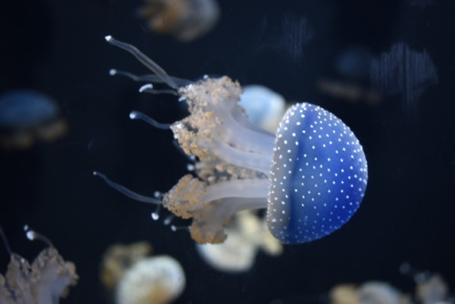 Shedd Aquarium, ChicagoDSLR camera