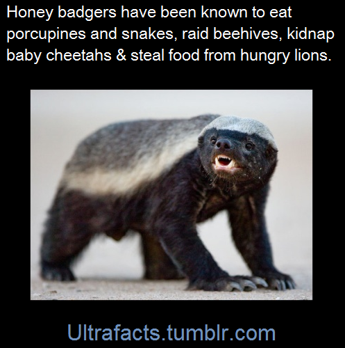 Ultrafacts — They are even listed as the “most fearless animal...
