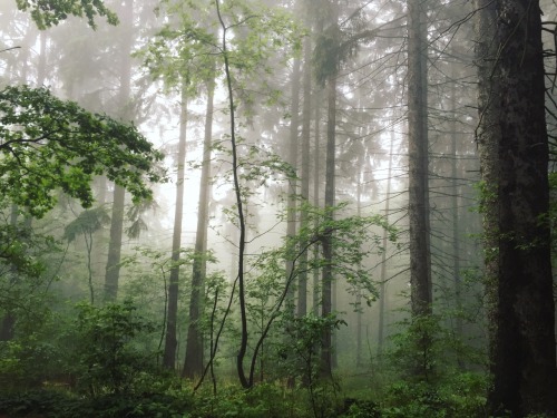 noirerora: Mystical forests by @noirerora