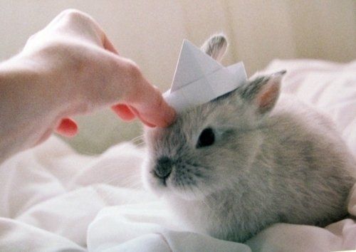 her-master:Bun hat.  too cute