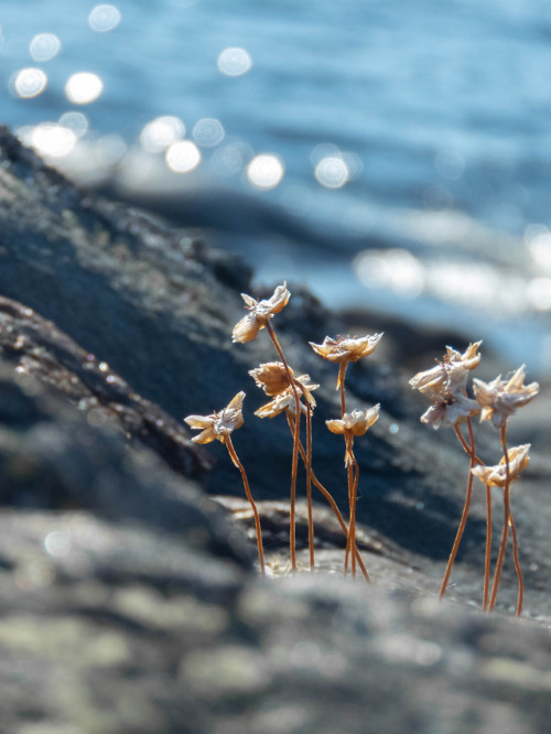 Sea thrift. Koster, Sweden. 26/07/18