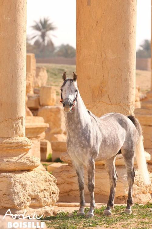 horsesarecreatures:Shadeed (Maysam x Yaqout) - Arabian Stallion