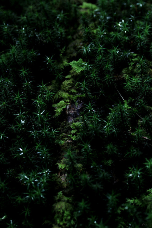 Walking The Woods #294 *june-dec 2017