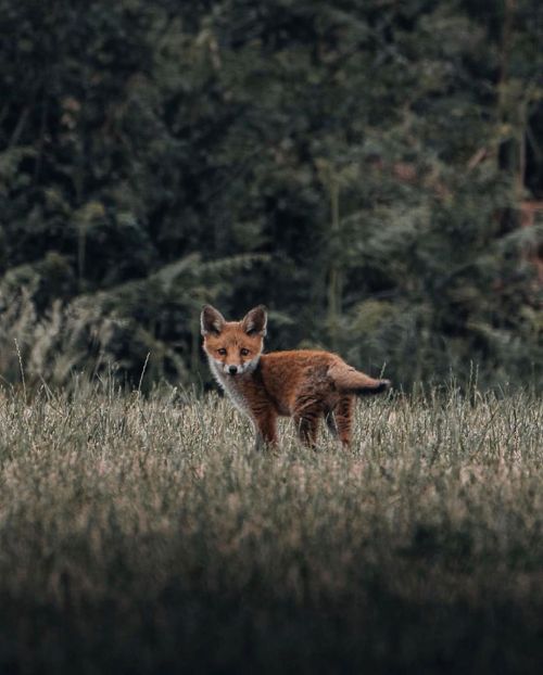 Desirable company on long summer nights. Incredible shot by @withluke #upknorth #getoutdoors (at Eng