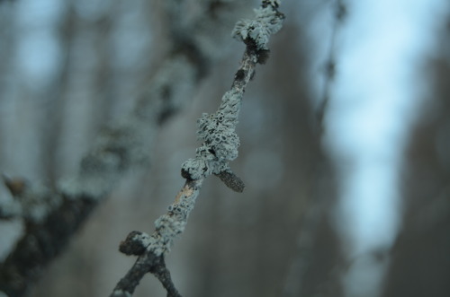 How i like lichen and moss.