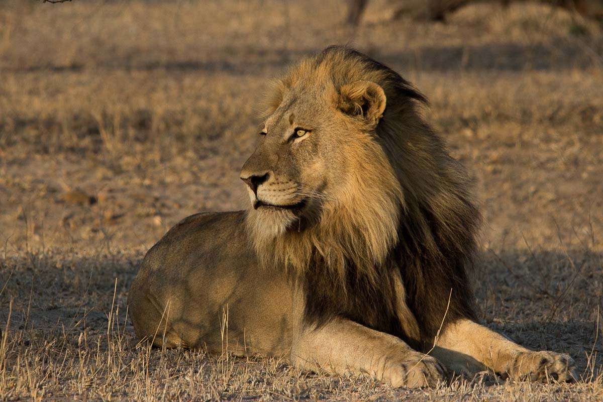 bigcatslions:  Photography Franscois Rosslee and Kosie Lategan, Pravir Patel, Terry