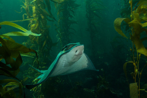 libutron:Bat Ray | ©divindk   (Channel Islands National Park, California, US)Myliobatis californica 