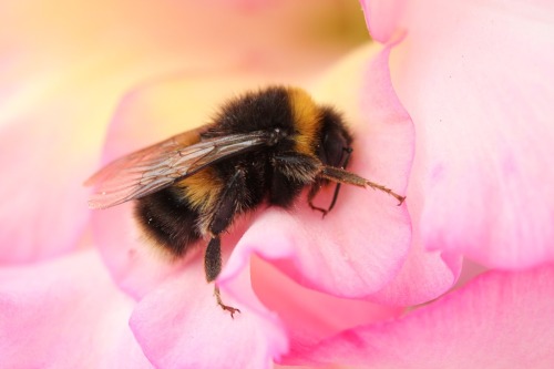 tenaflyviper: Sleeping bumblebees (or, as I like to call them, “deactivated buzzyfluffs”