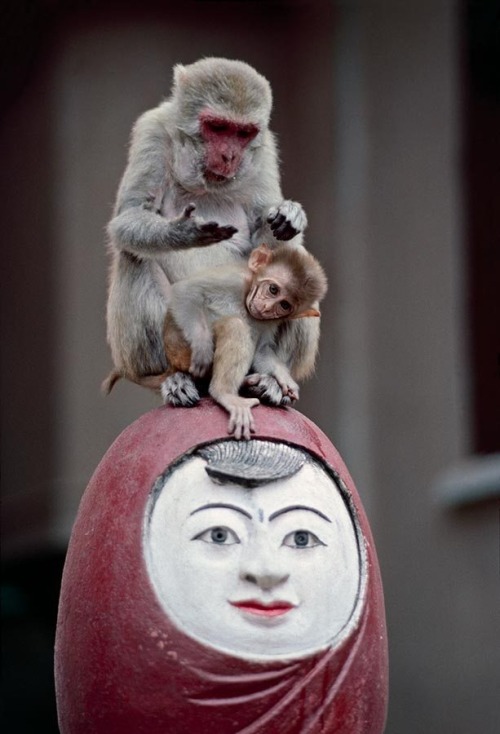 munan15:  Burma - Steve McCurry