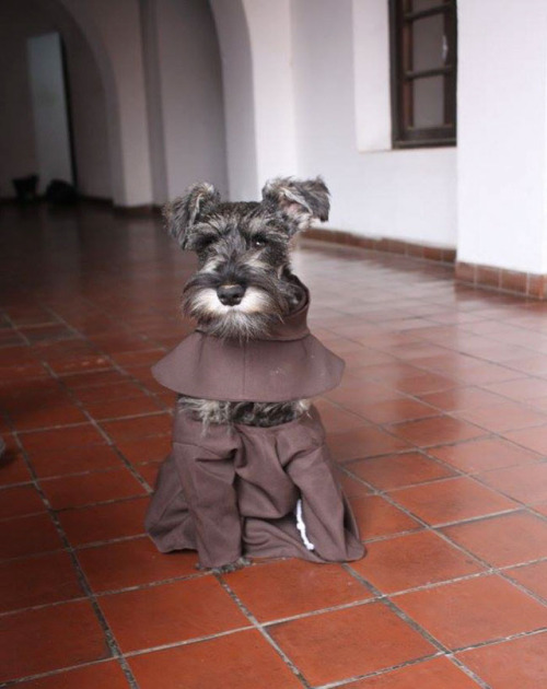 archiemcphee:Meet Friar Bigotón (Friar Moustache), aka Brother Carmelo, once a stray dog, now the fi