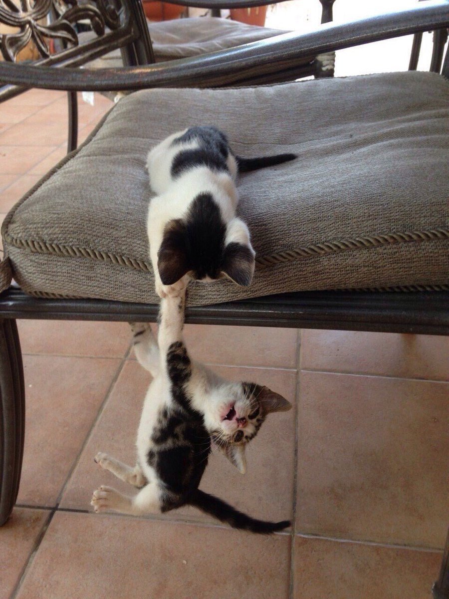 justcatposts:  CAPTION THIS