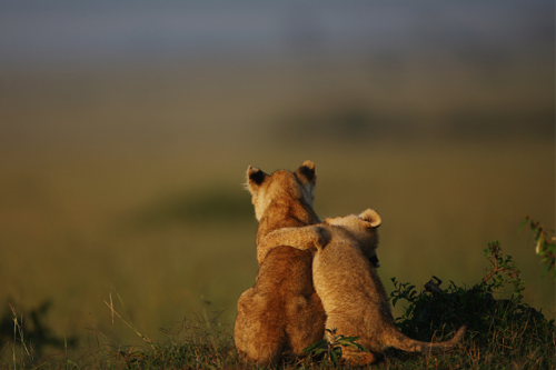 petermorwood:celticorca:connieportershiplog:nubbsgalore:cub hug. photos by mitsuaki iwago, serhat de